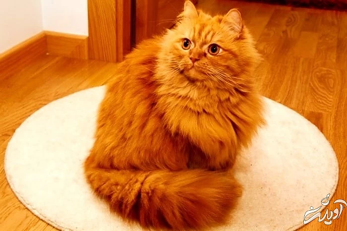 رنگ نارنجی ایرانی